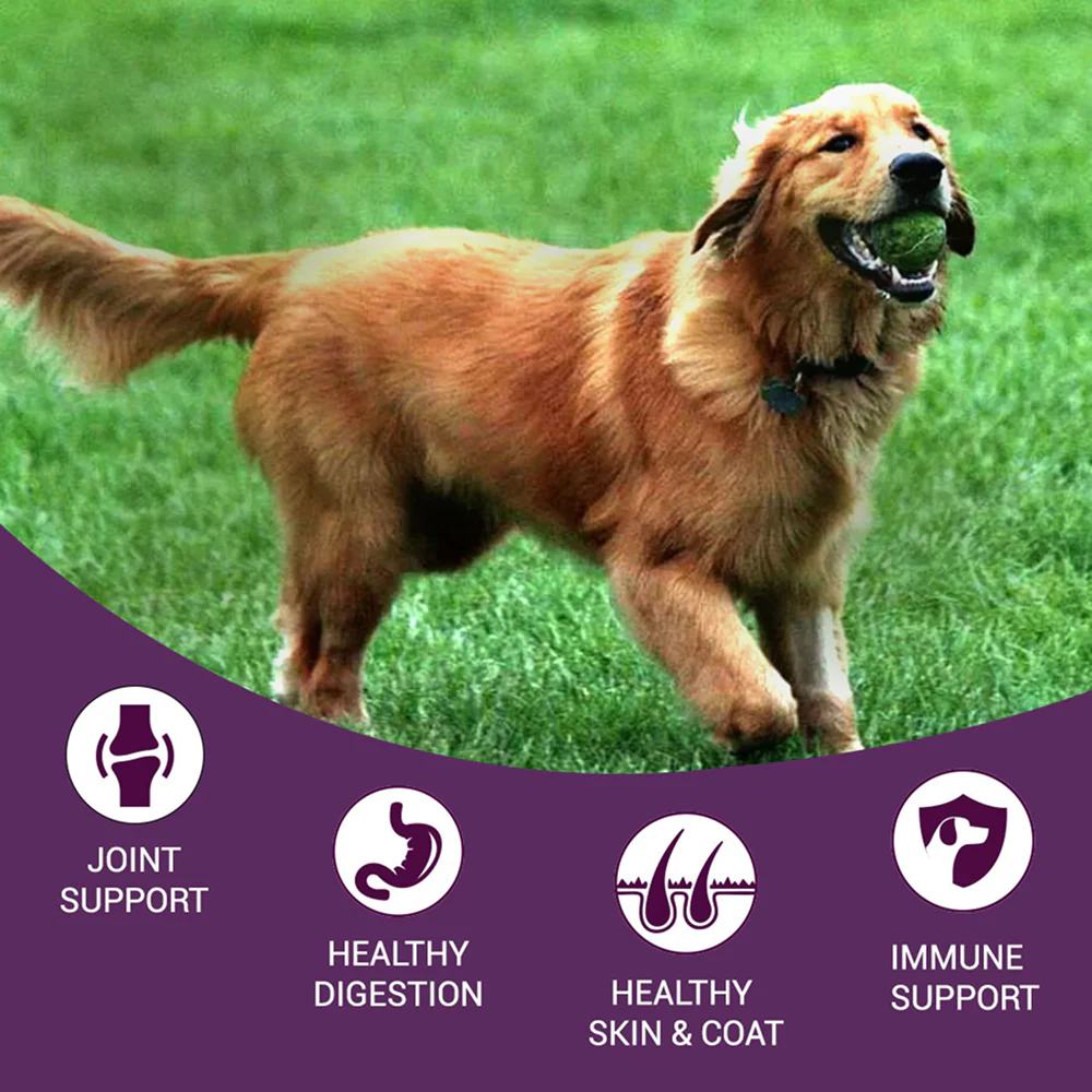 Bowlers Nutrimax Chicken & Vegetables Adult Dry and Lamb in Gravy Adult Dog Wet Food Combo - Image 3
