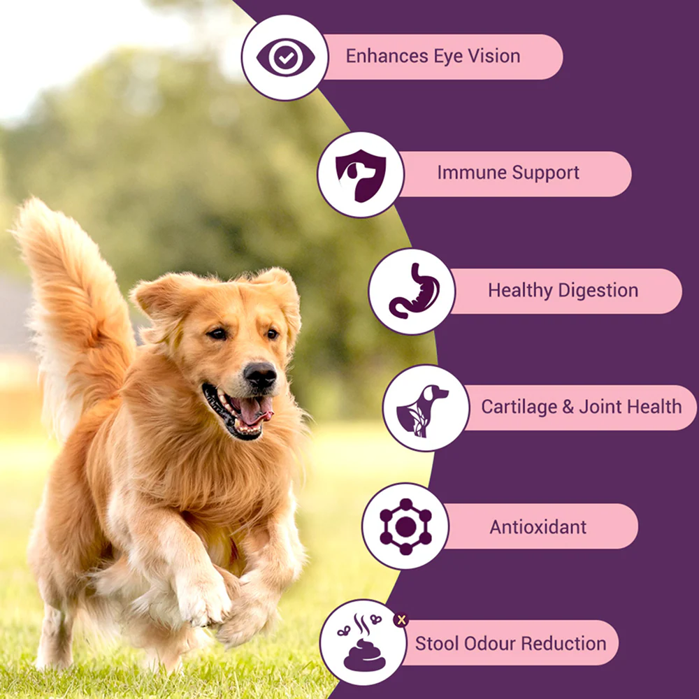 Bowlers Nutrimax Club Adult Dog Dry Food - Image 2