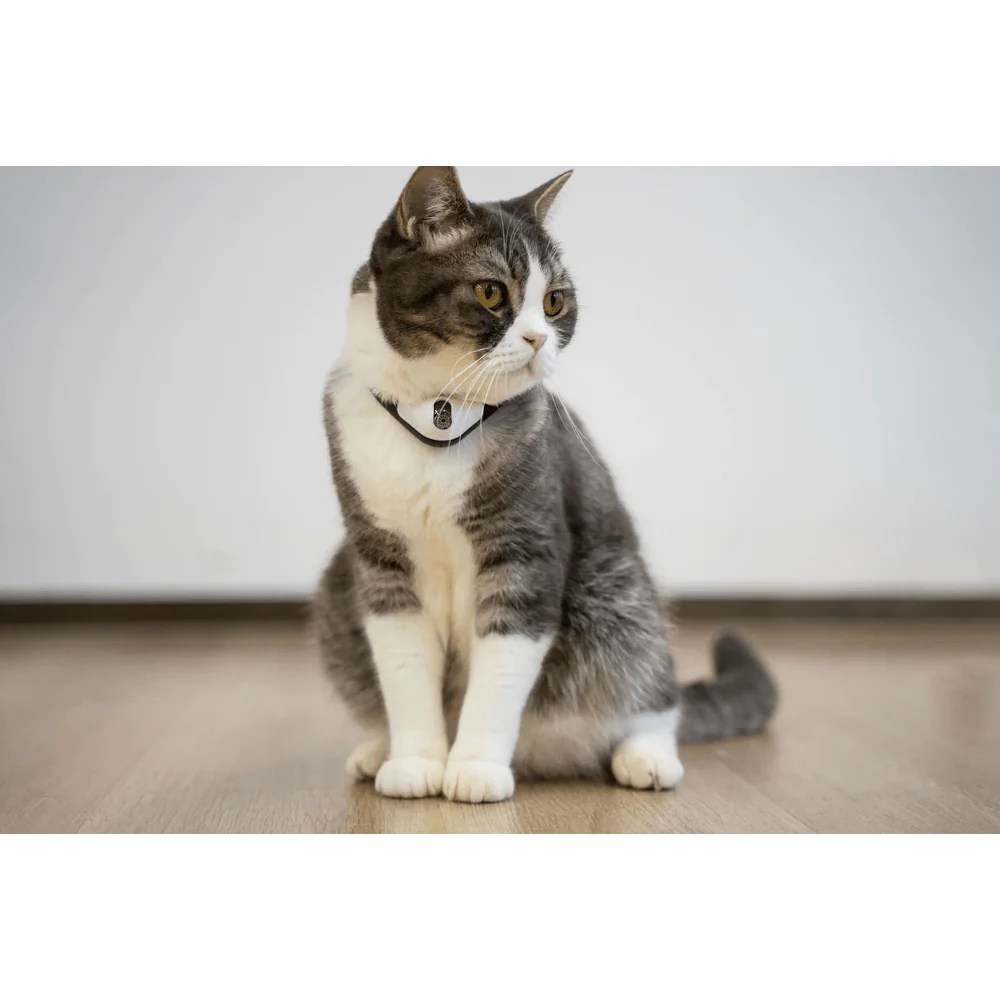 Cheerble Amusing Collar for Cats - Image 7