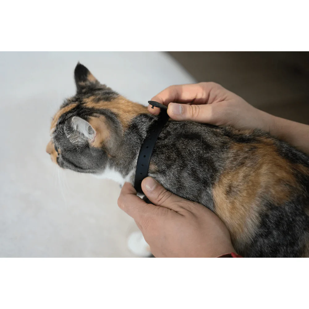 Cheerble Amusing Collar for Cats - Image 9