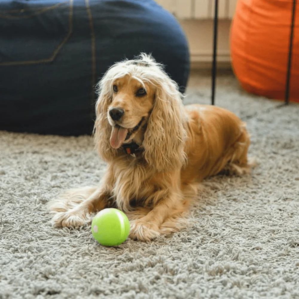 Cheerble Wicked Ball Interactive Toy for Dogs (Yellow) | For Medium Chewers - Image 6