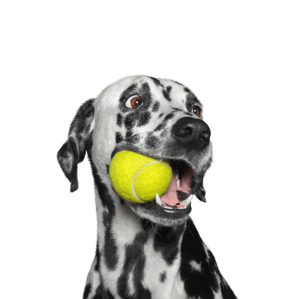 Chip Chops Chicken Tenders Dog Treats, Pet Vogue Blue Sandal Shaped Plush Toy & Goofy Tails Green Sport Tennis Ball Toy Combo for Dogs - Image 18