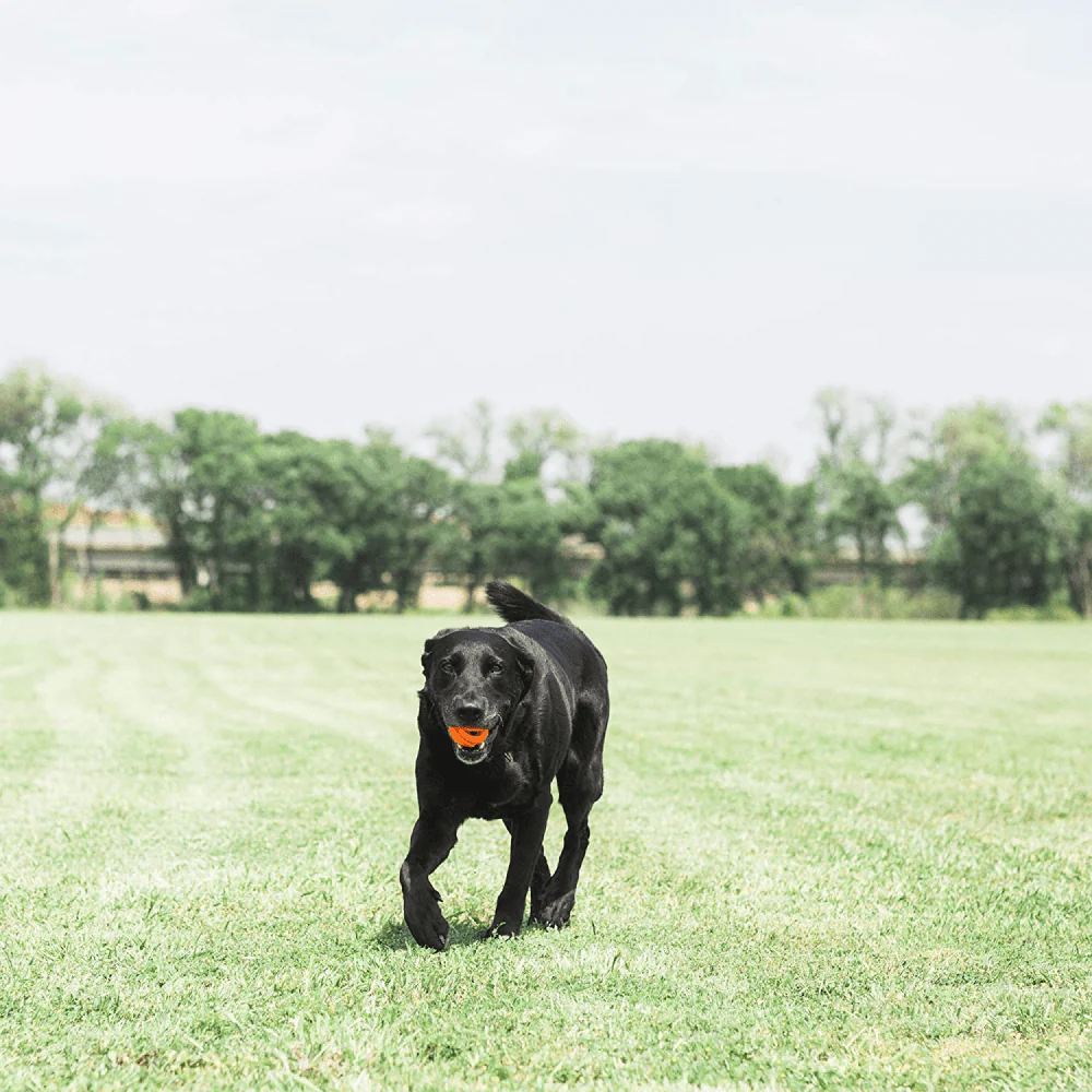 Chuckit! Breath Right Fetch Toy for Dogs | For Medium Chewers - Image 6