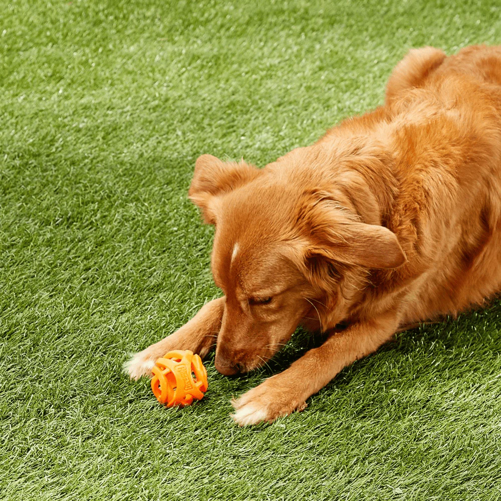 Chuckit! Breath Right Fetch Toy for Dogs | For Medium Chewers - Image 7