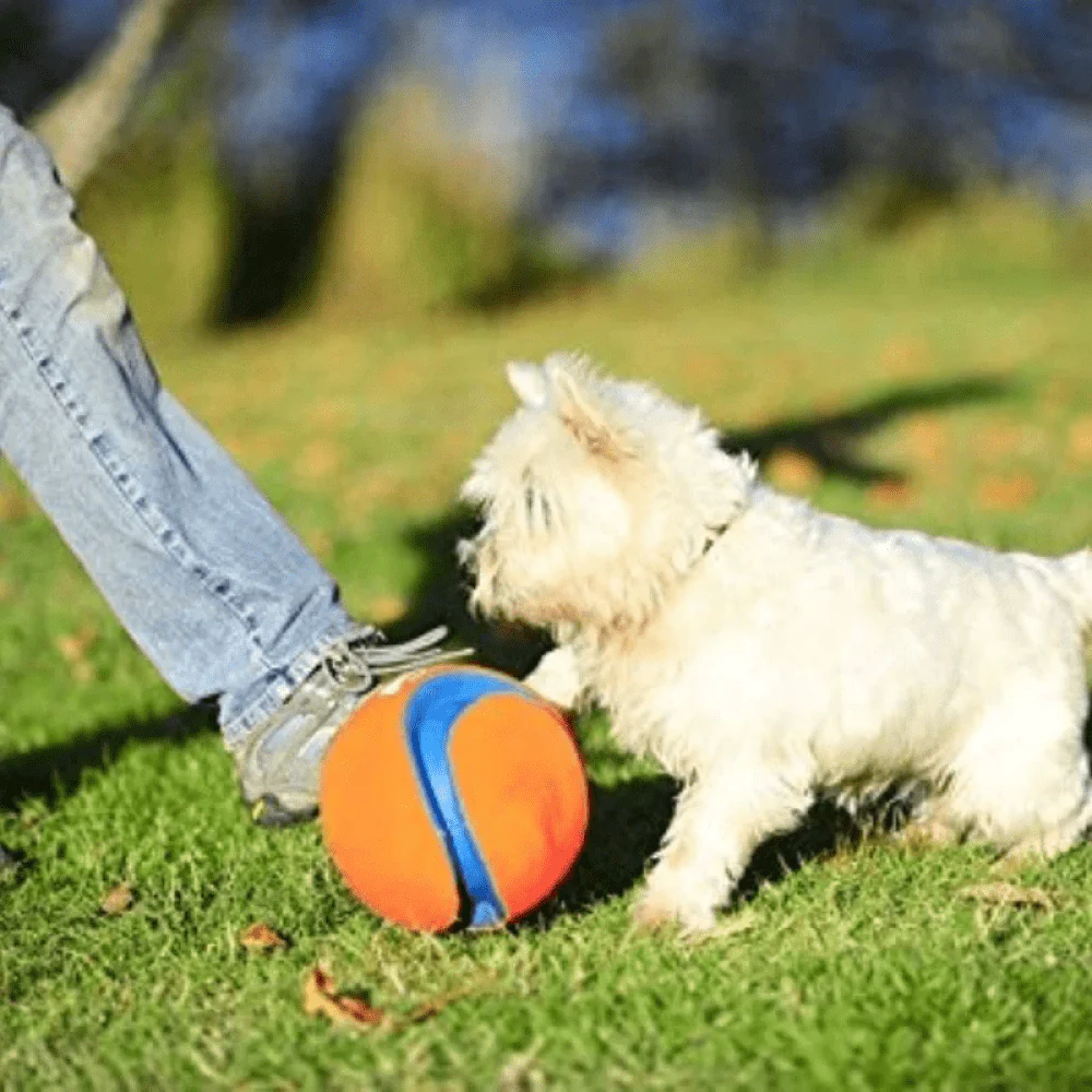 Chuckit! Kick Fetch ball Toy for Dogs (Orange) - Image 4