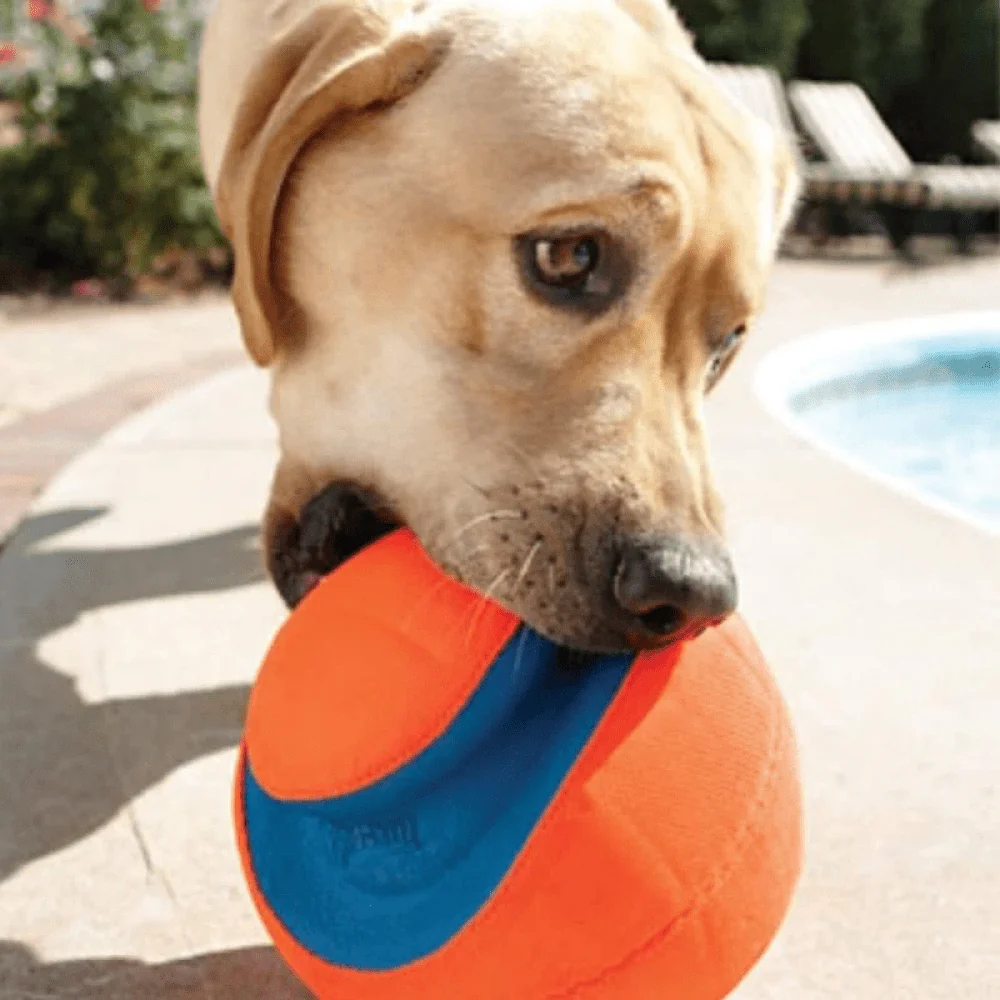 Chuckit! Kick Fetch ball Toy for Dogs (Orange) - Image 5