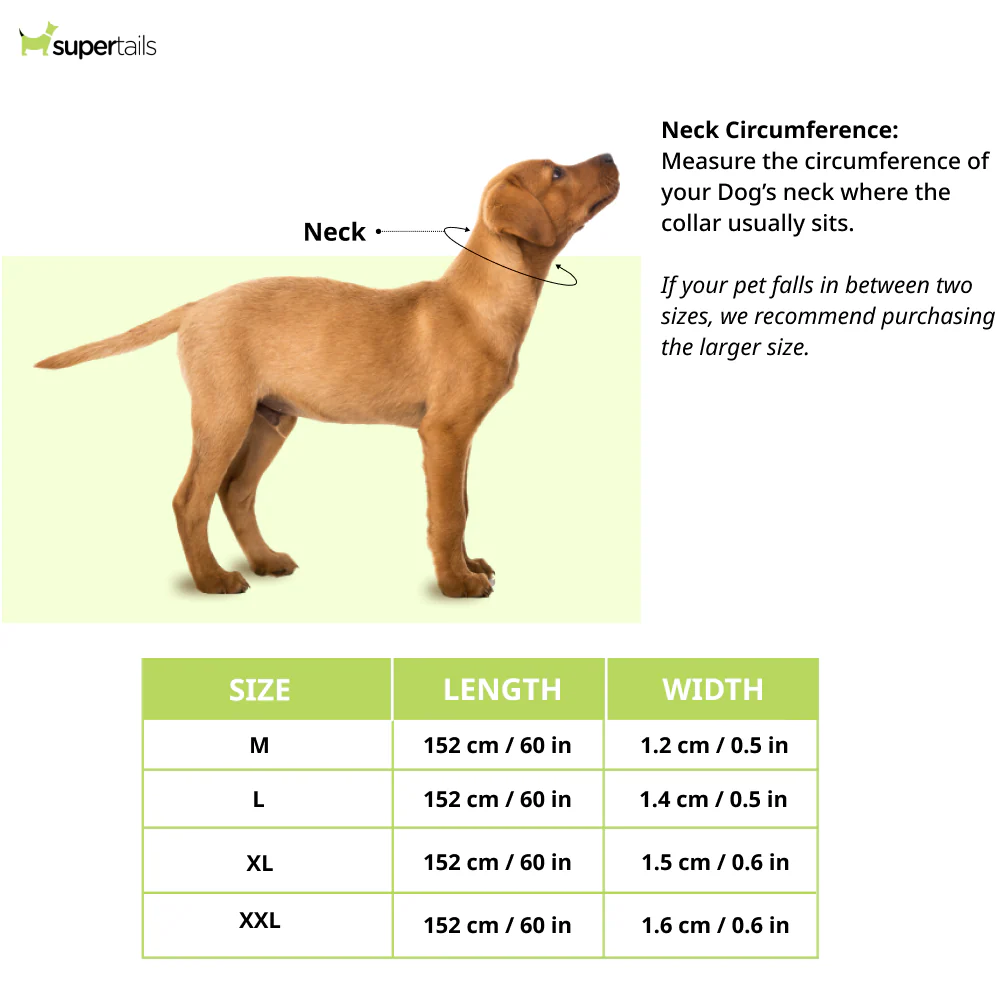 Chullbull Heavy Duty Brass Chain Leash for Dogs (Silver) - Image 2