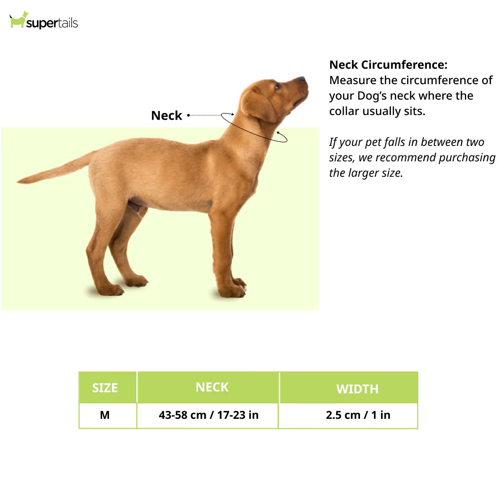 Chullbull Nylon & Stainless Steel Choke Chain Collar for Dogs - Image 2