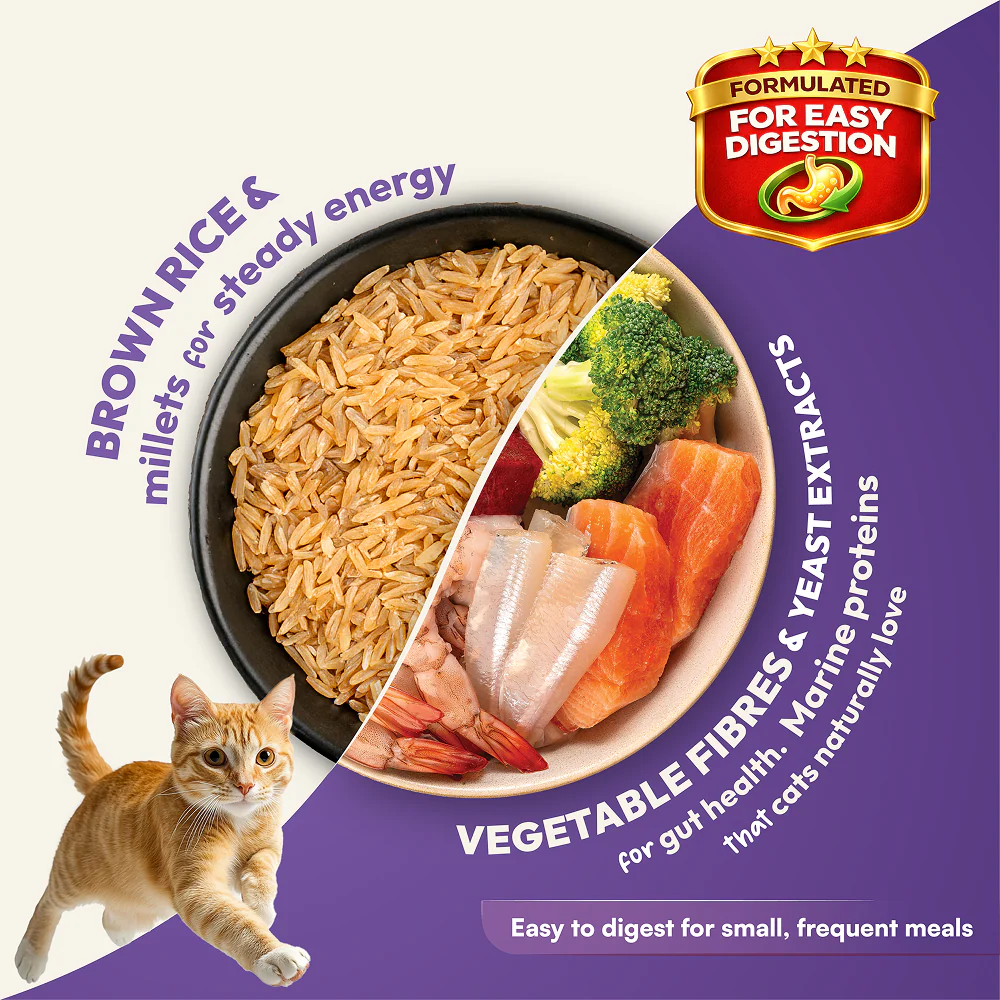 DatGud Chicken & Wild Fish Adult Cat Dry Food (Buy 1 Get 1 Free) - Image 5