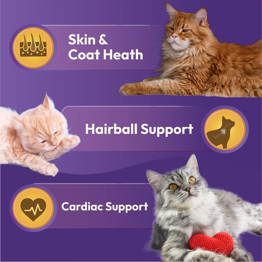 DatGud Chicken & Wild Fish Adult Cat Dry Food (Buy 1 Get 1 Free) - Image 7