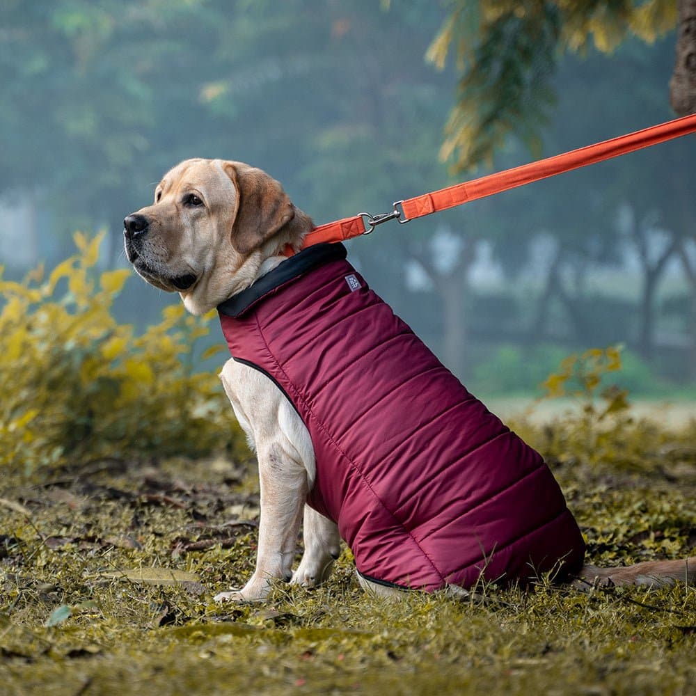 Dear Pet Quilted Jacket for Dogs (Blue) - Image 10