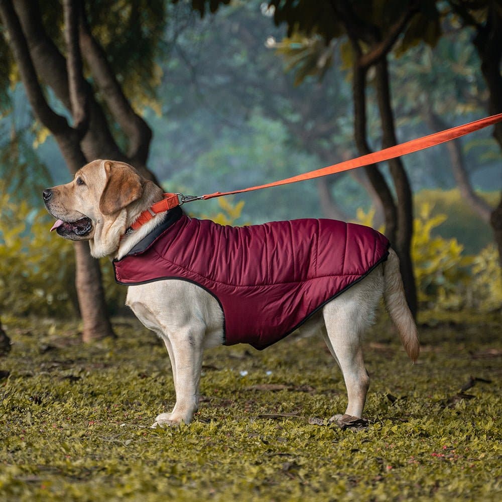 Dear Pet Quilted Jacket for Dogs (Blue) - Image 3