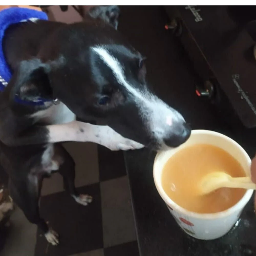 Doggos Instant Chicken Bone Broth with Carrot for Dogs and Cats - Image 7
