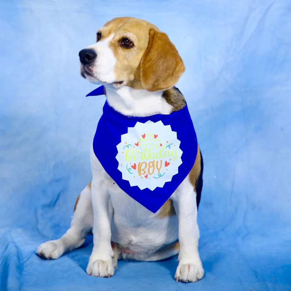 Dogobow Birthday Boy Bandana for Dogs (Blue) - Image 4