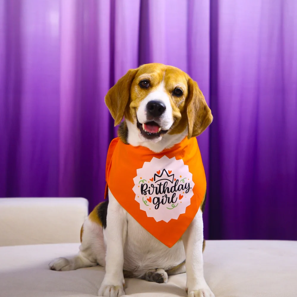 Dogobow Birthday Girl Printed Bandana for Dogs (Orange/White) - Image 4