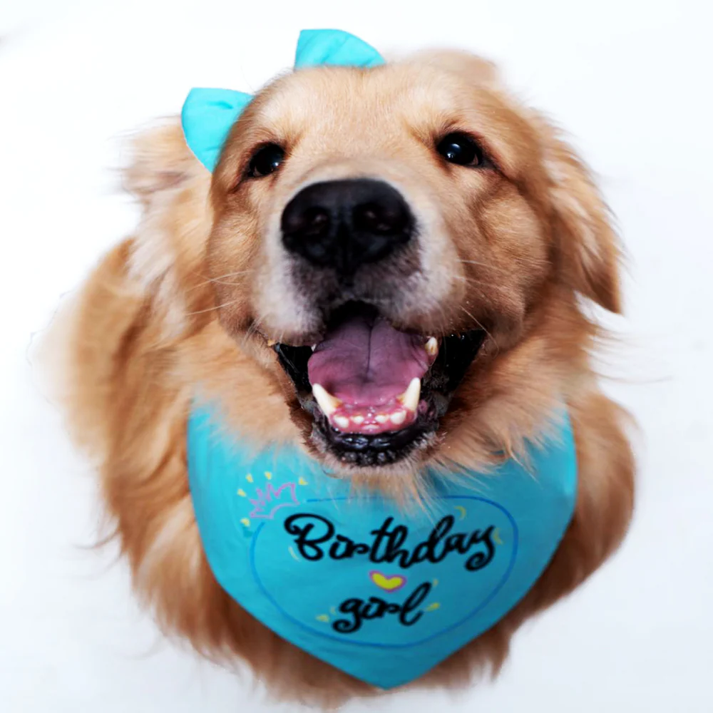 Dogobow Birthday Girl Scarf for Dogs (Teal blue) (Get a Bow Free) - Image 3