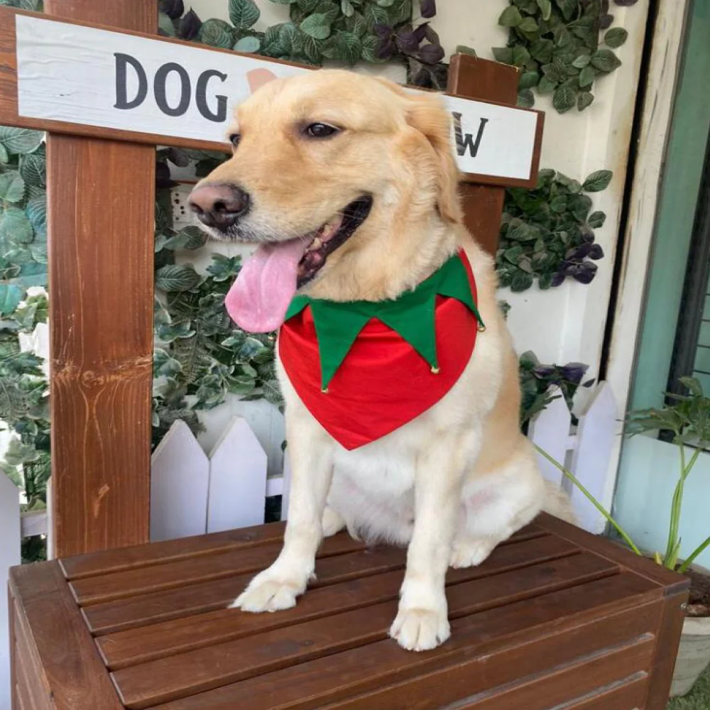 Dogobow Christmas scarf  for Dogs and Cats (Red & Green) (Get a Bow Free) - Image 6