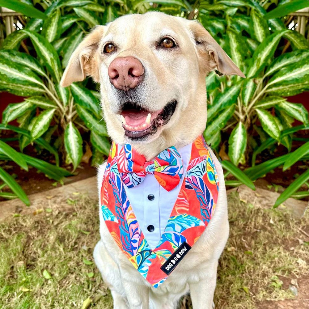 Dogobow Hawaii Print Tuxedo Bandana for Dogs (Red) - Image 4