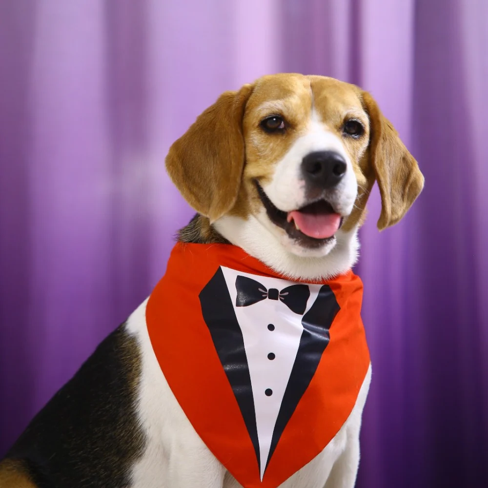 Dogobow Tuxedo Printed Bandana for Dogs (Red/Black) - Image 4