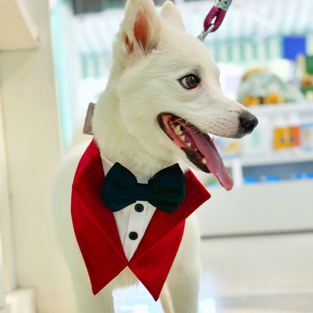 Dogobow Velvet Tuxedo Vest Bandana for Dogs (Red) (Get a Bow Free) - Image 5