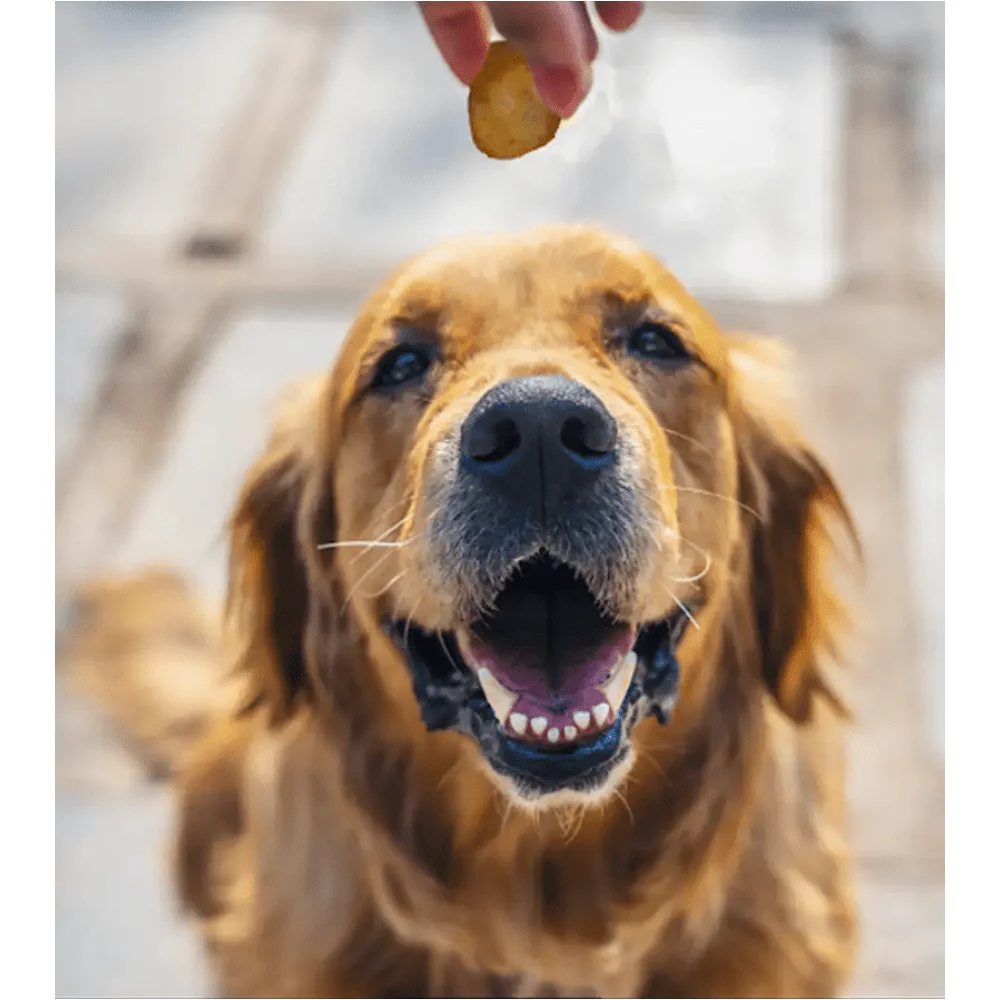 Dogsee Chew 100% Natural Yak Cheese Turmeric Mini Pops Dog Treats - Image 3