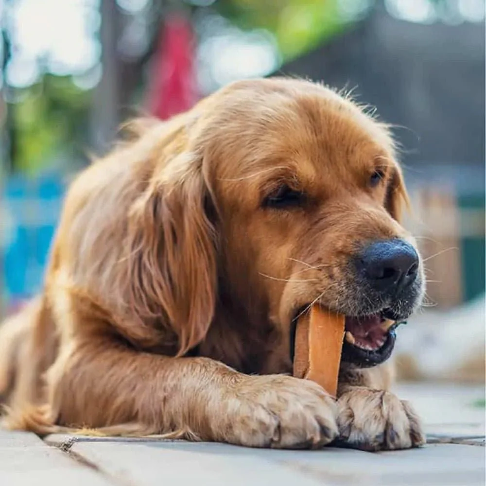Dogsee Chew 100% Natural Yak Milk Medium & Large Bars Dog Treats - Image 3