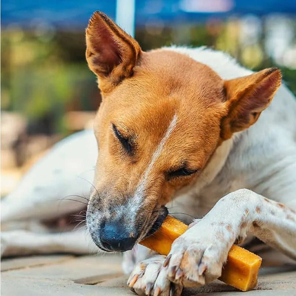 Dogsee Chew 100% Natural Yak Milk Medium & Small Bars Dog Treats - Image 3