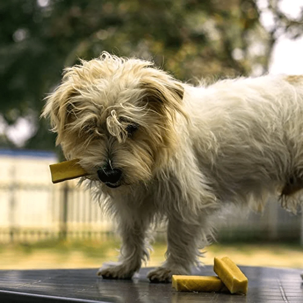 Dogsee Chew 100% Natural Yak Milk Bars Small Breed Dog Treats - Image 4