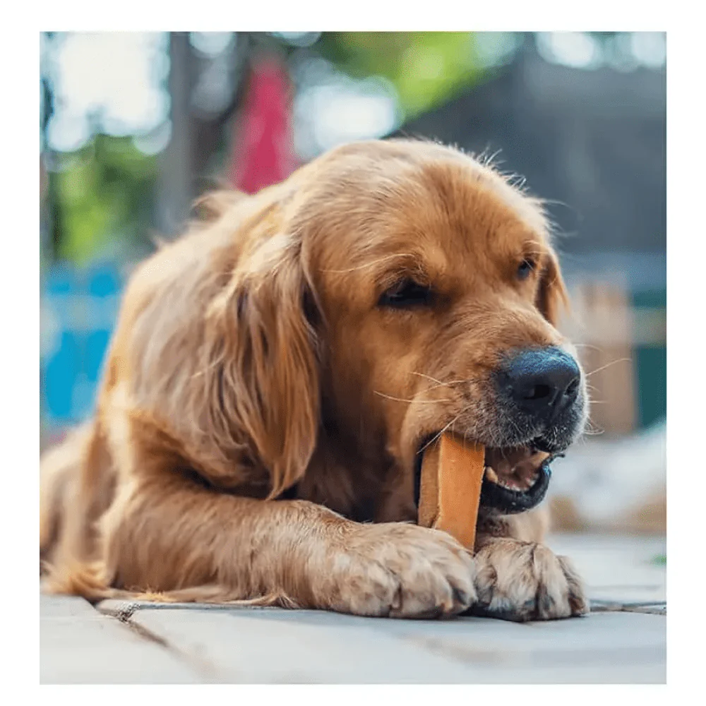 Dogsee Chew Turmeric Chew Bars Large Breed Dog Treats - Image 4