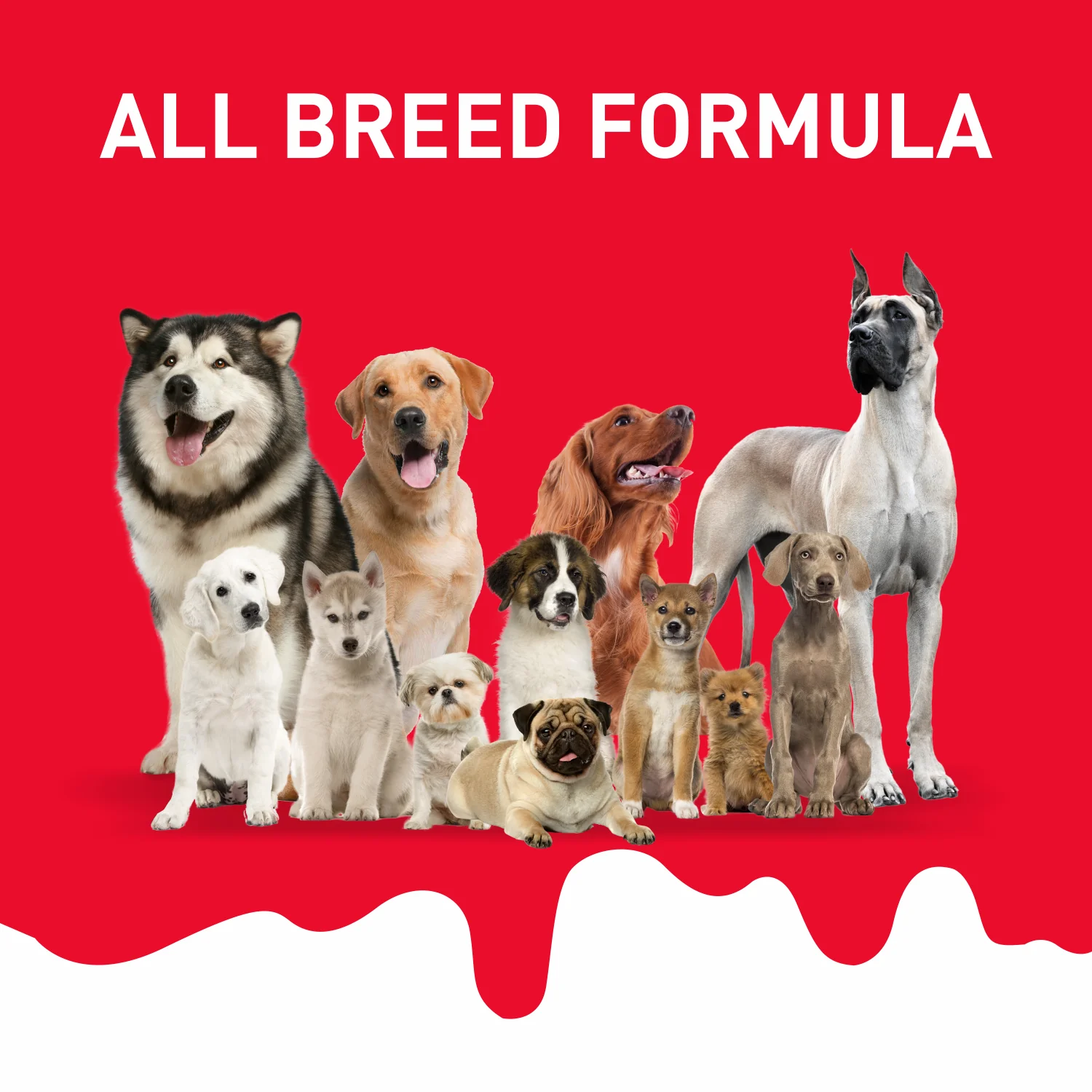 Drools Absolute Milk Bone Jar - Image 4