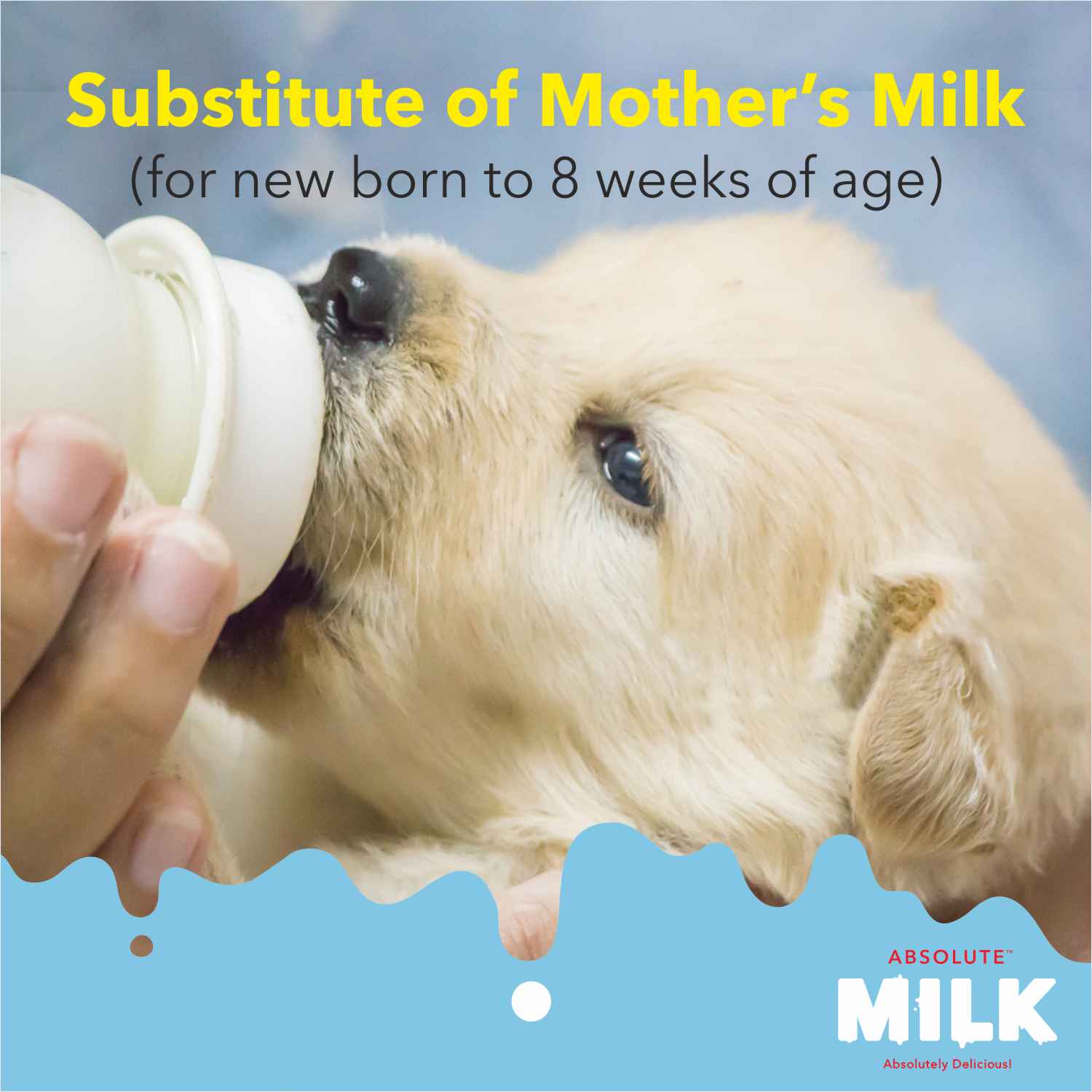 Drools Absolute Milk for Newborn Puppies - Image 5