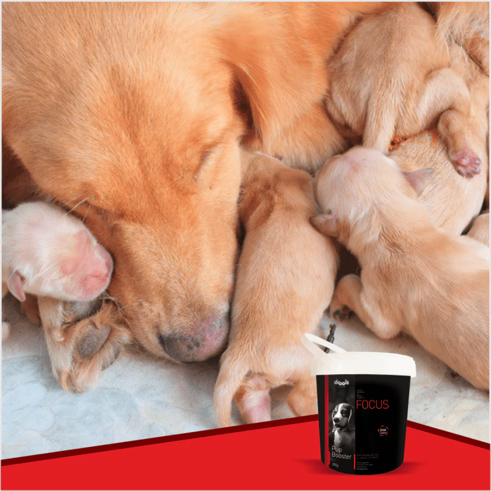 Drools Focus Pup Booster Puppy Weaning Diet for All Breeds (300g) - Image 9