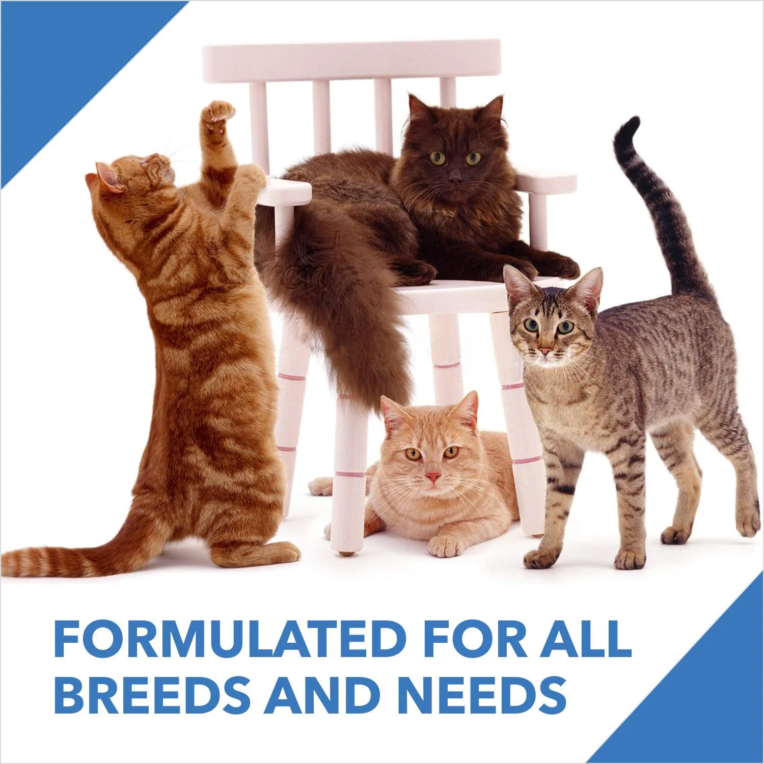 Drools Ocean Fish Adult Cat Dry Food - Image 4