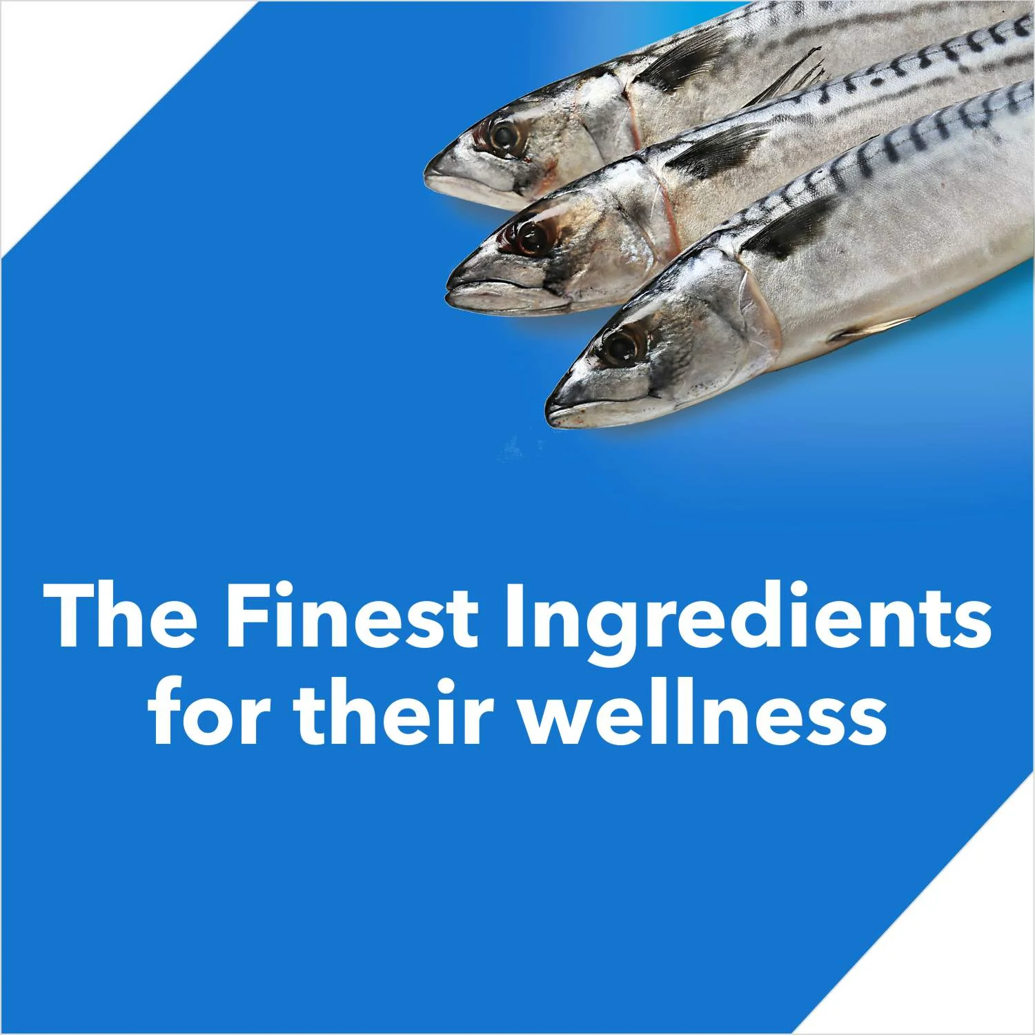 Drools Ocean Fish Adult Cat Dry Food - Image 5