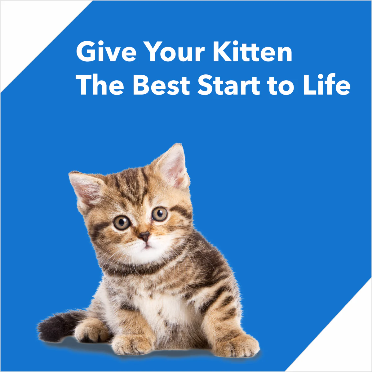 Drools Ocean Fish Kitten Cat Dry Food - Image 6