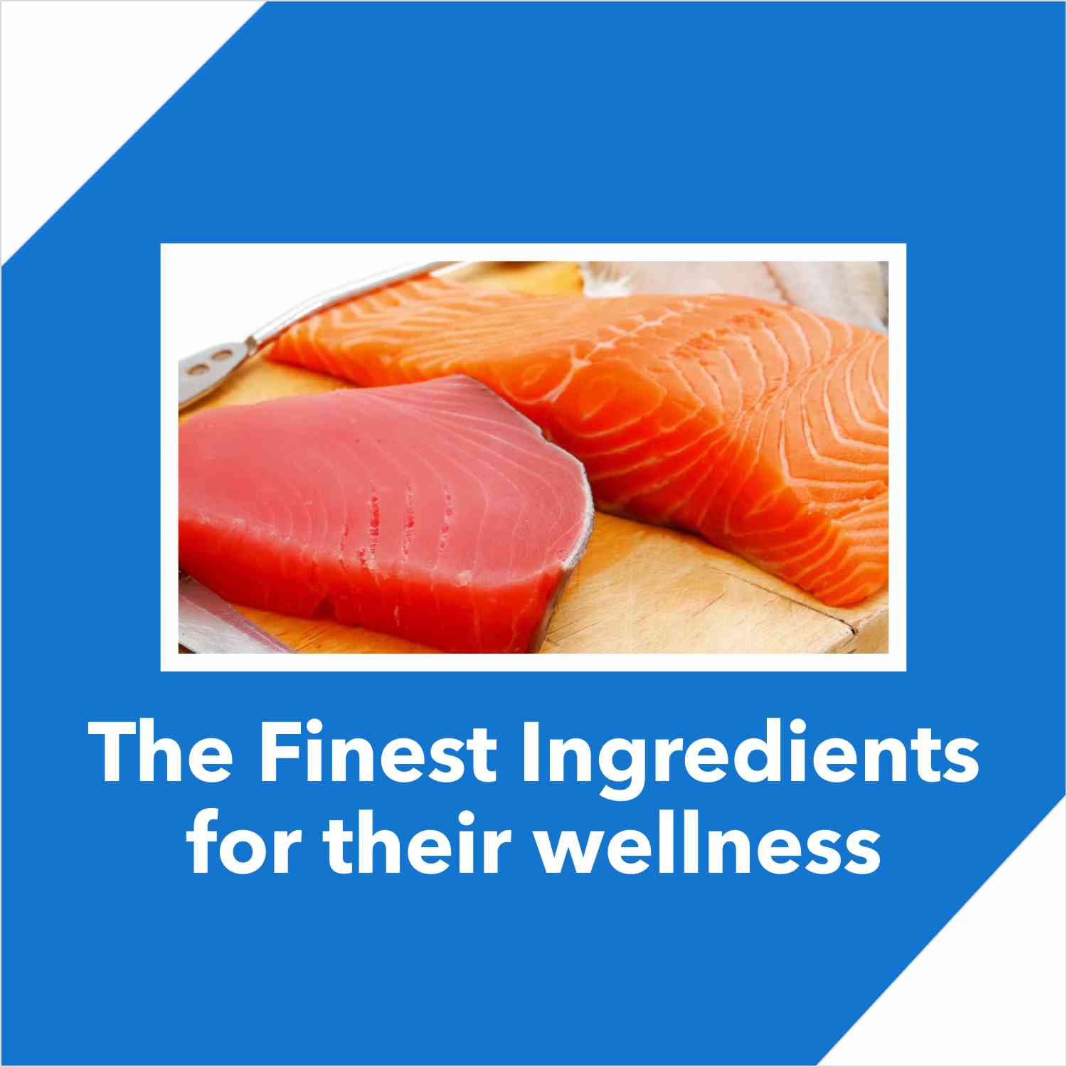 Drools Tuna & Salmon Adult Dry Cat Food - Image 3