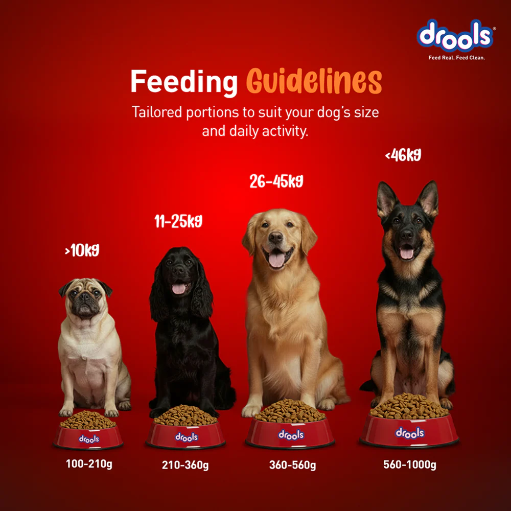 Drools Turkey and Pumpkin Adult Dog Dry Food - Image 5
