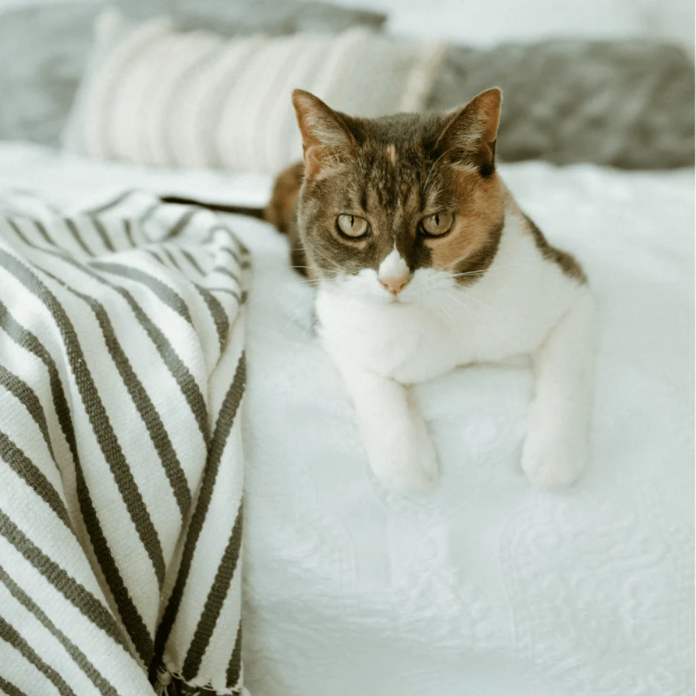 EarthBath Fragarance Free Hypo Allergenic Shampoo for Cats - Image 9