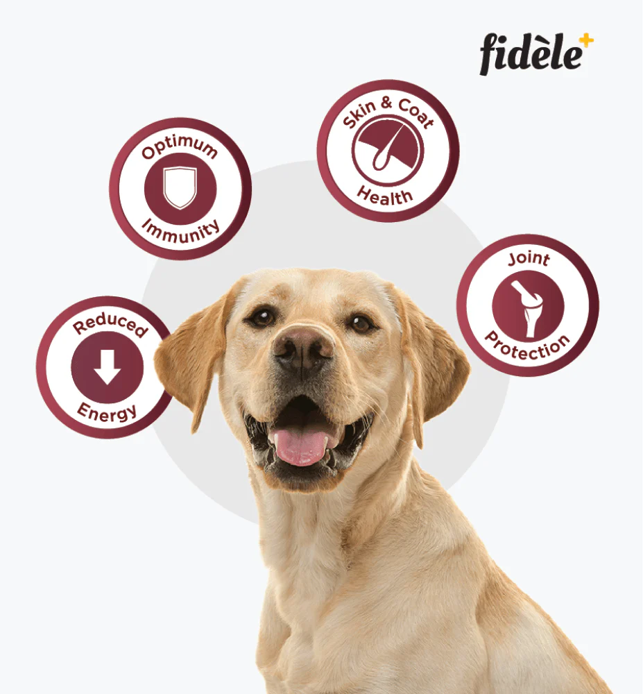 Fidele Plus Adult Light & Senior Dog Dry Food - Image 8