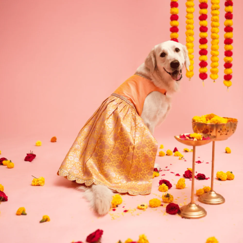 Floof & Co Banarasi Lehenga for Dogs (Pink/Yellow) - Image 4