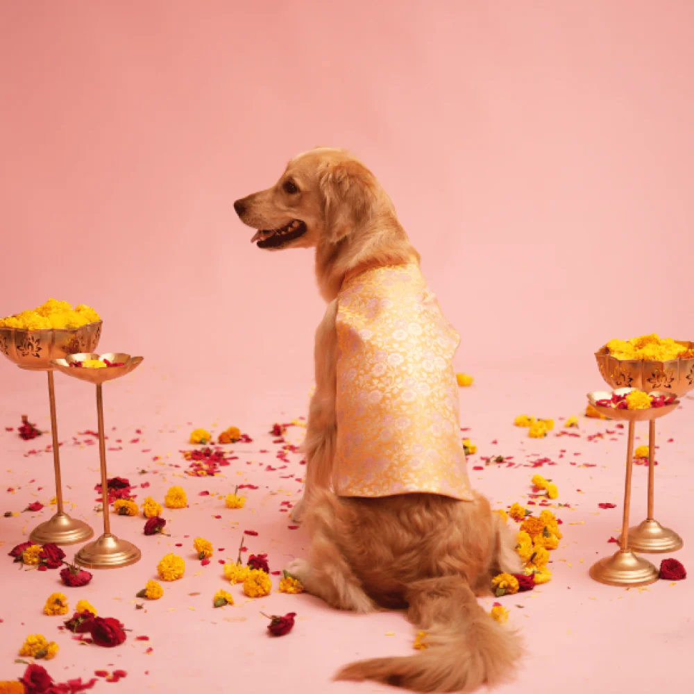 Floof & Co Banarasi Sherwani for Dogs (Yellow/Pink) - Image 4