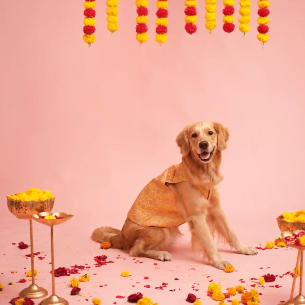Floof & Co Banarasi Sherwani for Dogs (Yellow/Pink) - Image 5