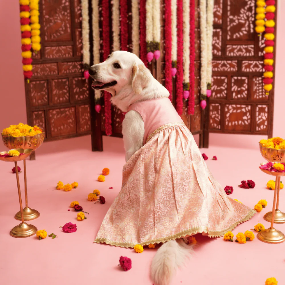 Floof & Co Pastel Banarasi Lehenga for Dogs (Pink/Gold) - Image 4