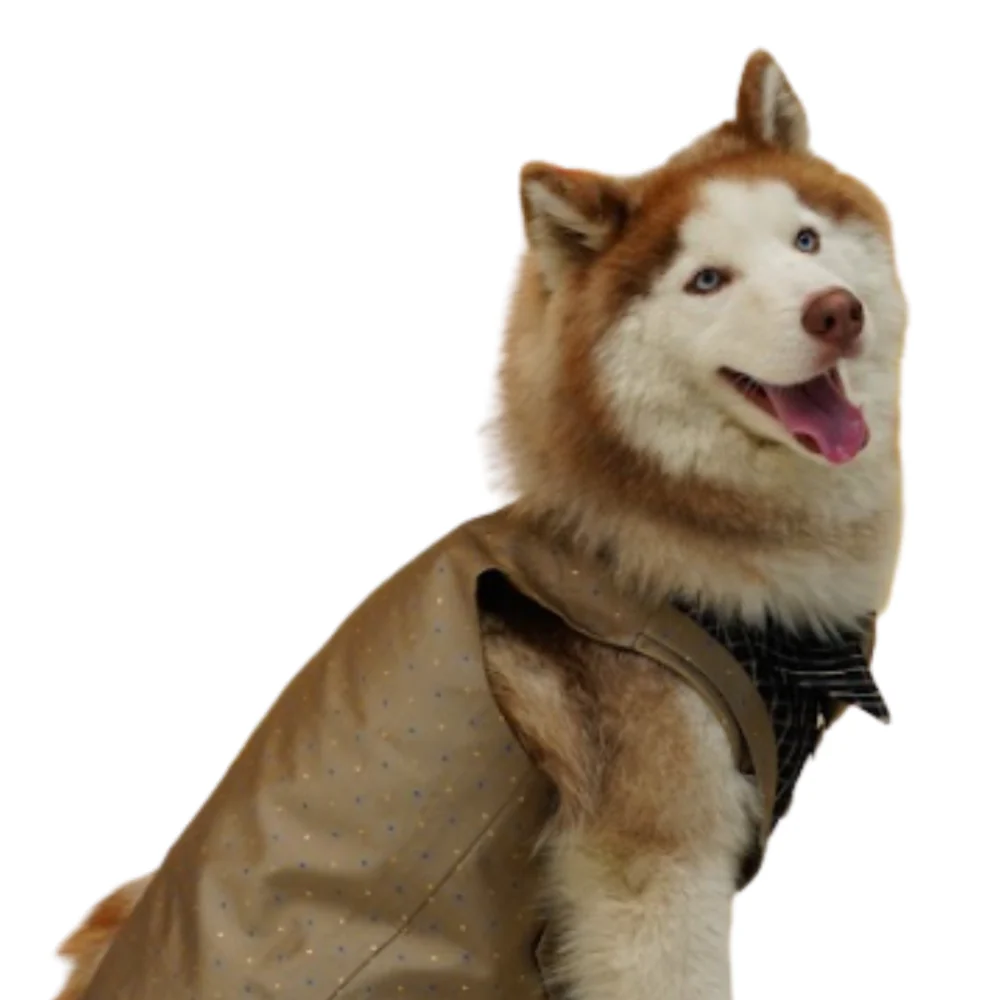 Floof & Co Tuxedo for Dogs (Khaki) - Image 4
