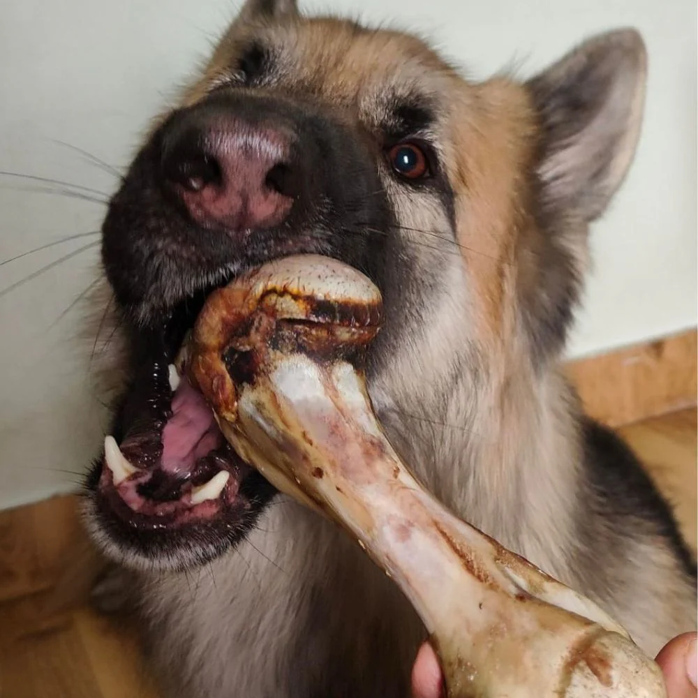 FloofYou Air Dried Buffalo Marrow Bone Chew Dog Treats - Image 9