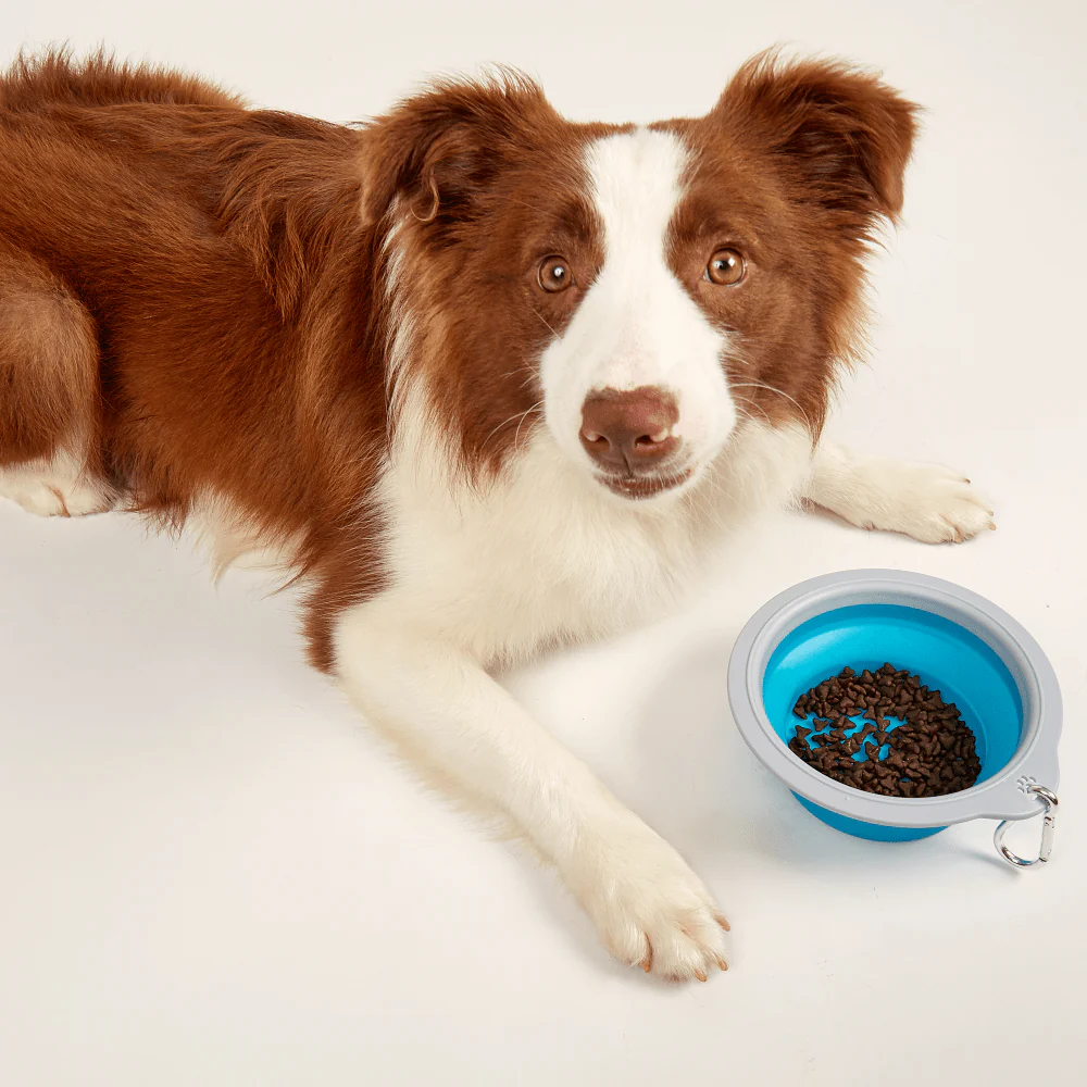 Barkbutler x Fofos Collapsible Bowl for Dogs (Green) - Image 7