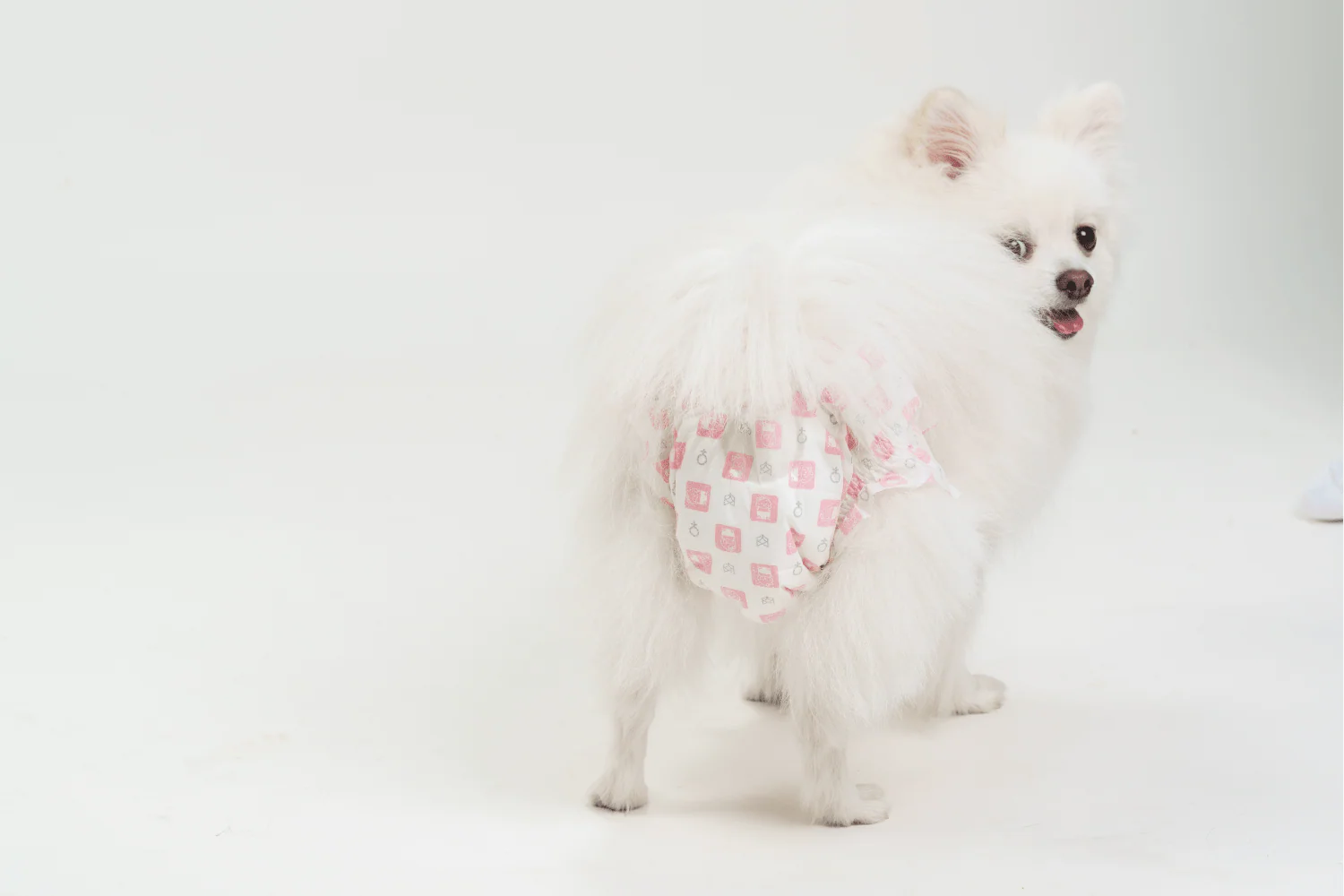 Barkbutler x Fofos Diaper for Female Dogs (25x33cm) - Image 9