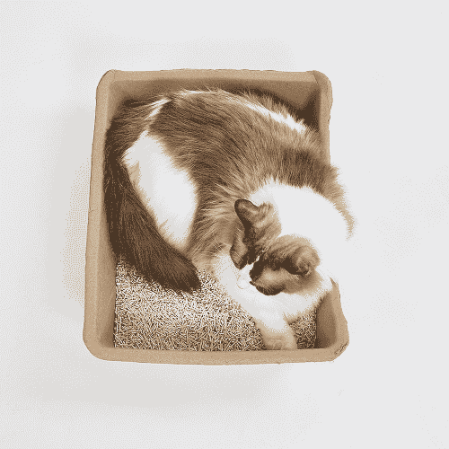 Barkbutler x Fofos Disposable Litter Box for Cats (Beige) - Image 5
