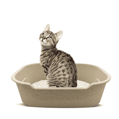 Barkbutler x Fofos Disposable Litter Box for Cats (Beige) - Image 7
