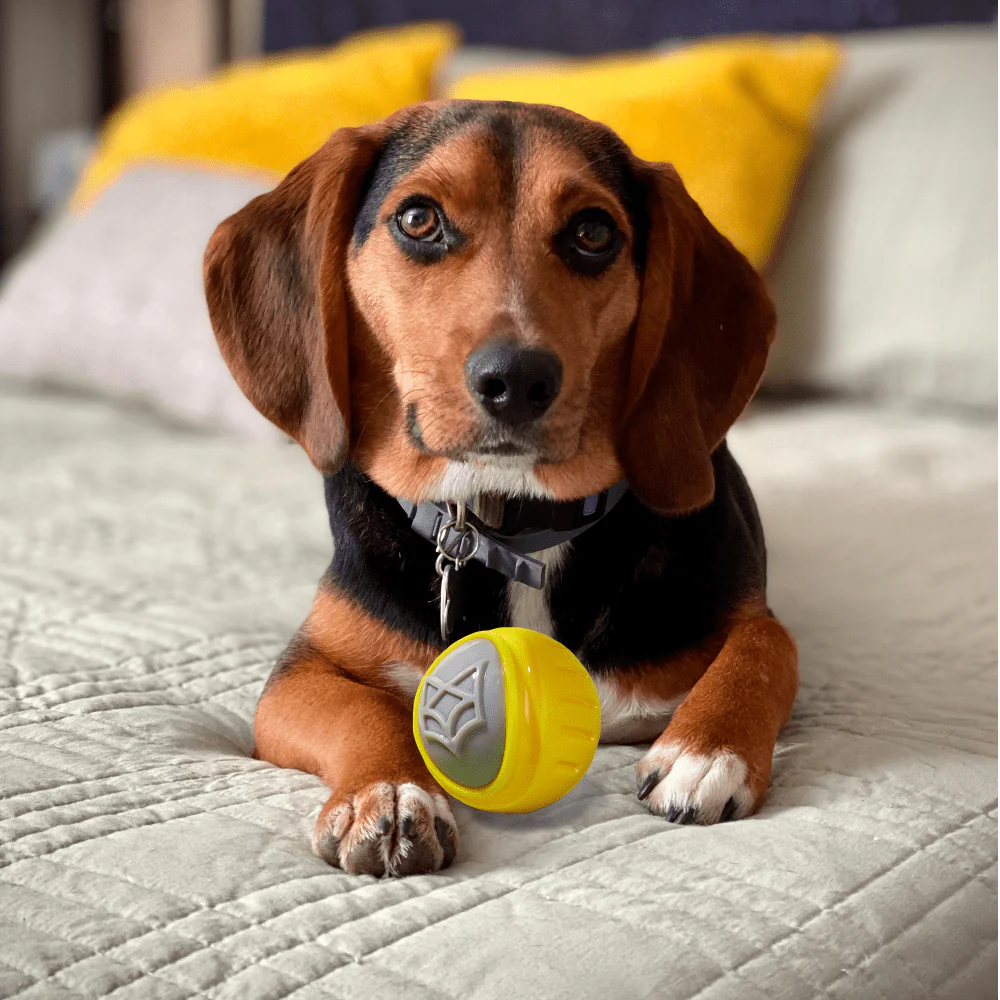 Barkbutler x Fofos Flexy Ball Ultra Bounce Toy for Dogs (Yellow & Grey) | For Aggressive Chewers - Image 8